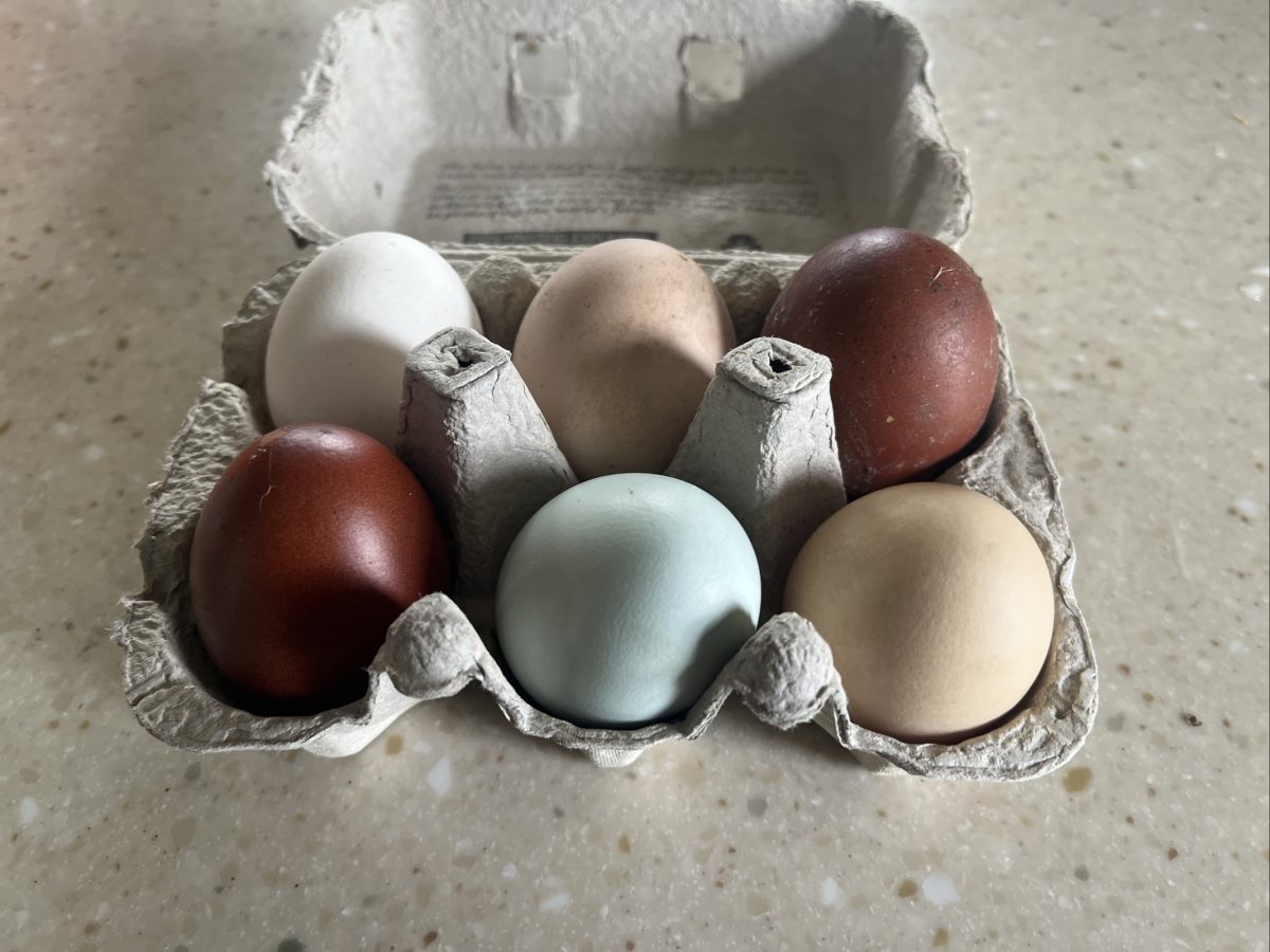 Kent Pure Breed Eggs